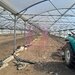 IALOMITA - SE VINDE TEREN 3100 MP - SAT ROSIORI